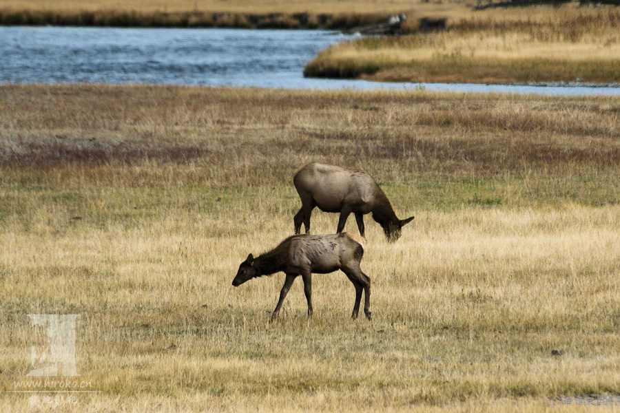 ޴¹(Elk)Ȼ¹ûнǵ
