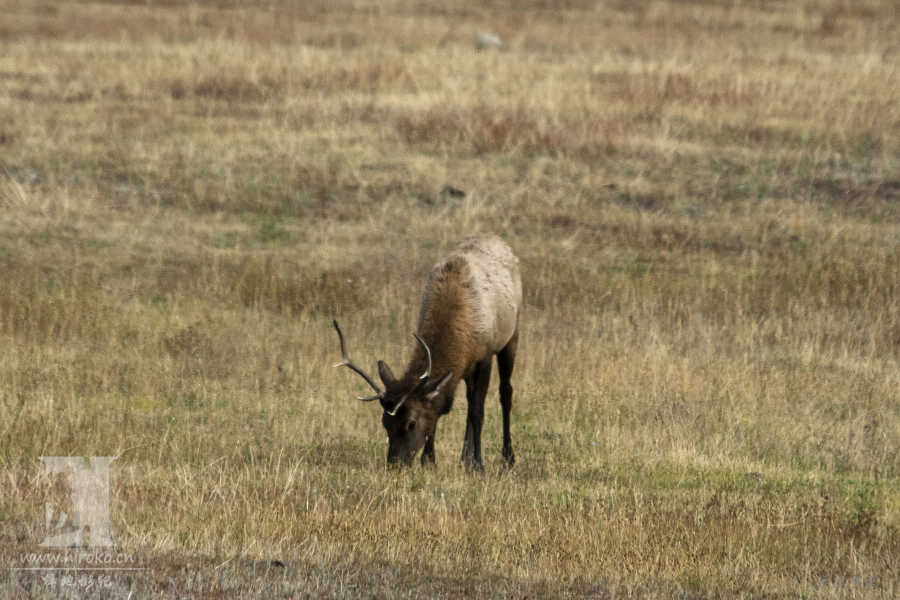 ޴¹(Elk)¹ĽÿһΣ¹ͬ