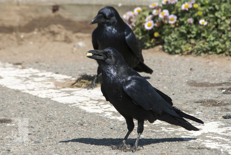 ݹ԰ëɫѻרιʳ