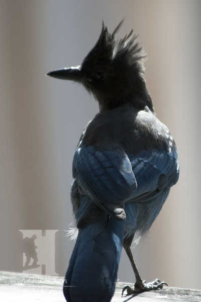 װǰĵľ񣬷Աlazy bird