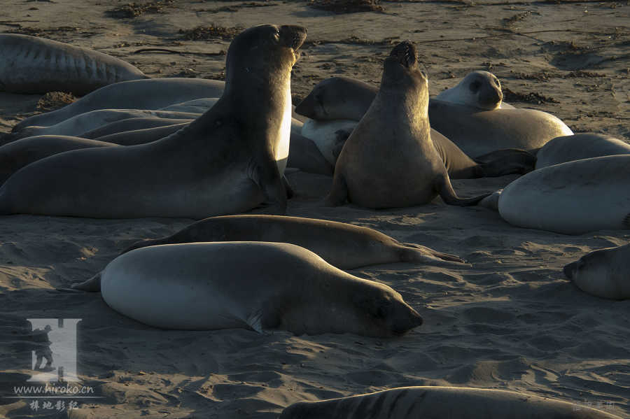 һֽС󺣱(Elephant Seal)Ĵһ