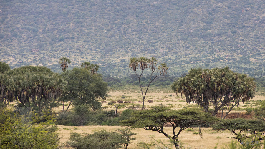 ������:ɣ��³(Samburu)